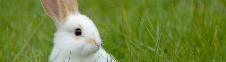 Konijn/Cavia Konijn/Cavia